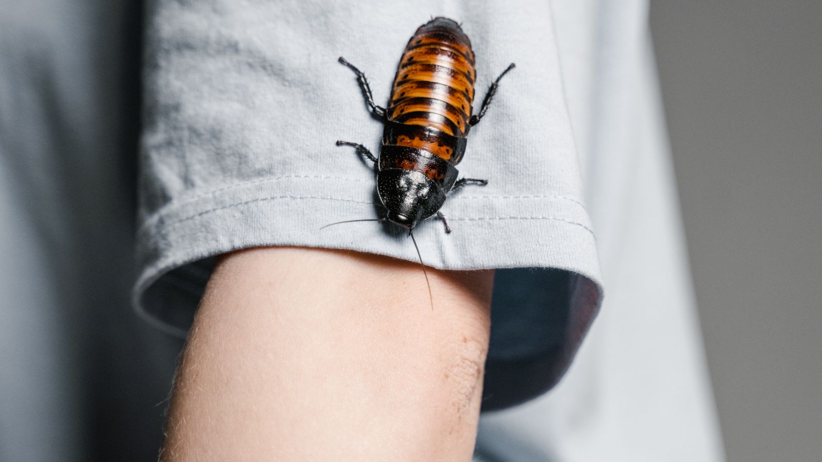 Professional pest control technician treating a residential property in Melville